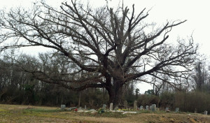 grave tree 4
